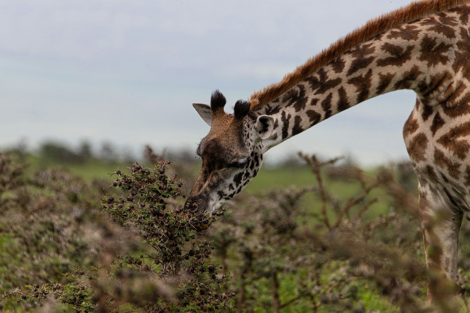 How Much Does a Tanzania Safari Cost?